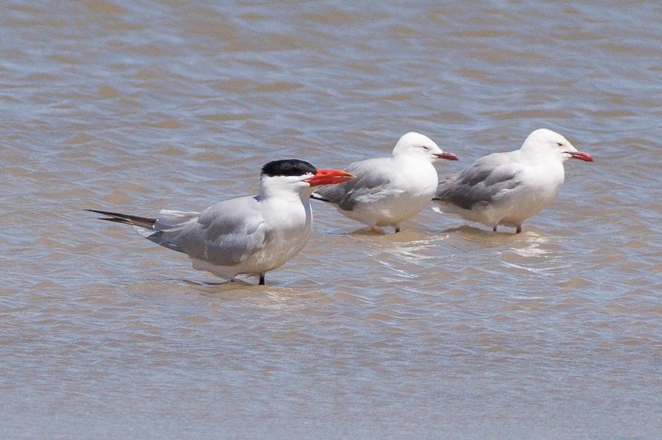 Caspian Tern (Hydroprogne caspia) by sussexbirder is licensed under CC BY 2.0.